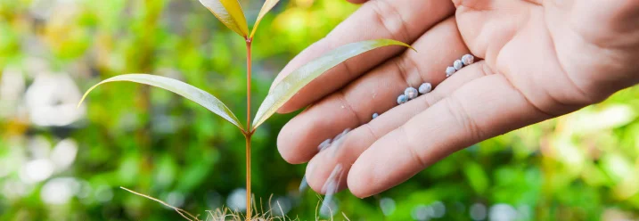 Hand düngt kleinen Setzling